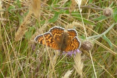 Melitaea phoebe