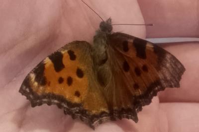 Nymphalis polychloros