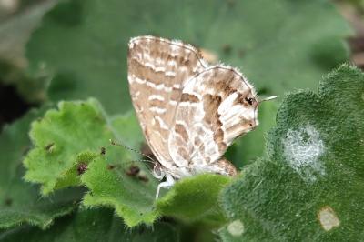 Cacyreus marshalli
