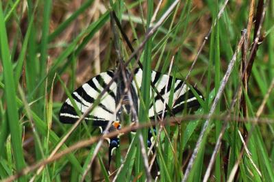 <i>Iphiclides podalirius</i>