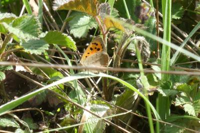 <i>Lycaena phlaeas</i>