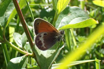 <i>Coenonympha arcania</i>