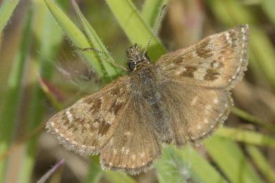 <i>Erynnis tages</i>