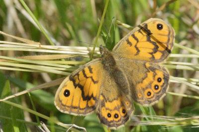 <i>Lasiommata megera</i>