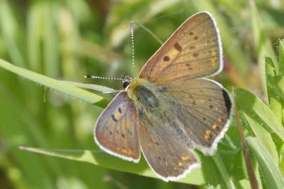 <i>Lycaena tityrus</i>