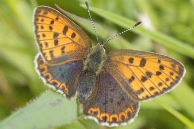 <i>Lycaena tityrus</i>