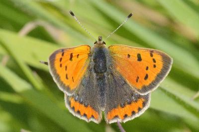 <i>Lycaena phlaeas</i>
