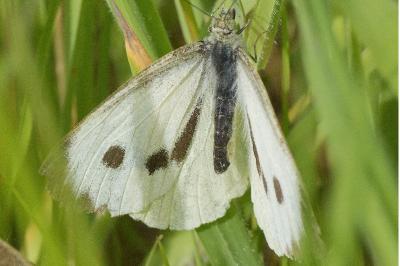 <i>Pieris brassicae</i>