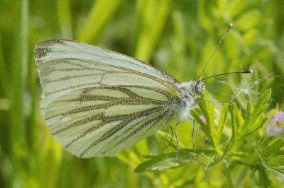 <i>Pieris napi</i>