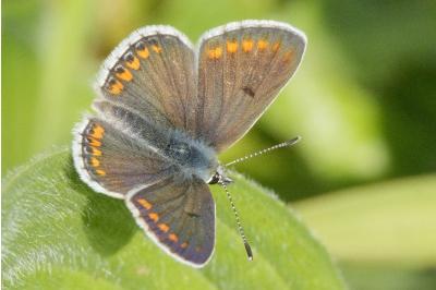 <i>Aricia agestis</i>