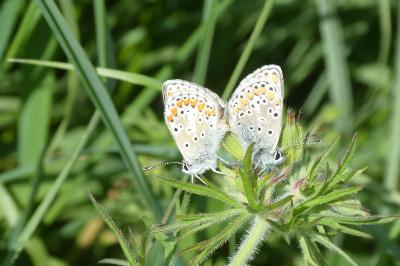 <i>Polyommatus icarus</i>