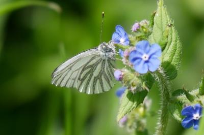 <i>Pieris napi</i>