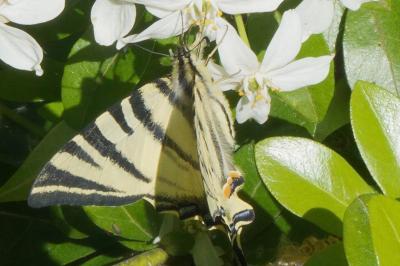 <i>Iphiclides podalirius</i>