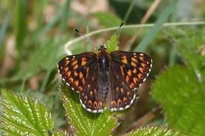 <i>Hamearis lucina</i>