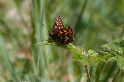 <i>Hamearis lucina</i>