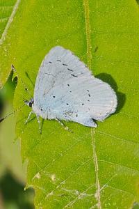 <i>Celastrina argiolus</i>
