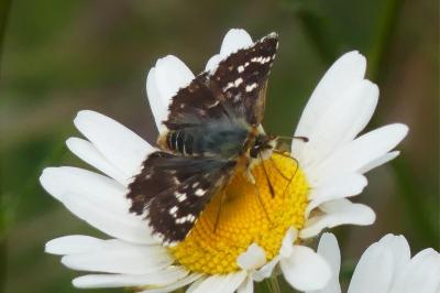 <i>Spialia sertorius</i>