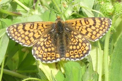<i>Melitaea cinxia</i>