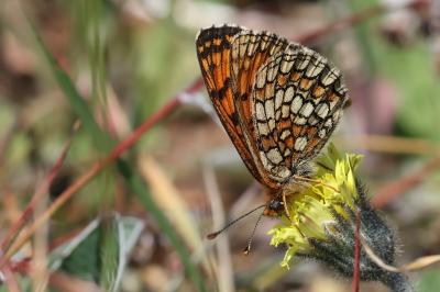 <i>Melitaea parthenoides</i>