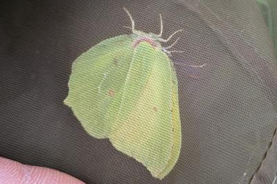 <i>Gonepteryx rhamni</i>