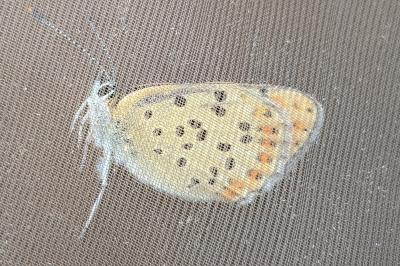 <i>Lycaena tityrus</i>