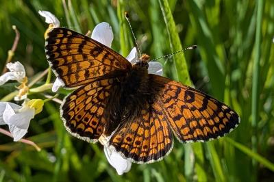 <i>Melitaea cinxia</i>
