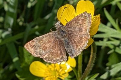 <i>Erynnis tages</i>