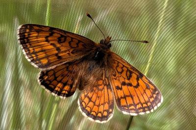 <i>Melitaea parthenoides</i>