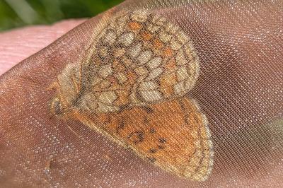 <i>Melitaea parthenoides</i>