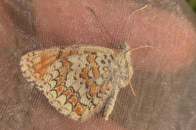 <i>Melitaea phoebe</i>