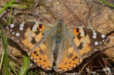 <i>Vanessa cardui</i>