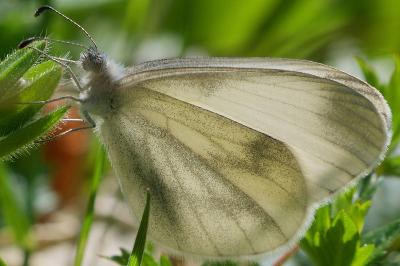 <i>Leptidea sinapis</i>
