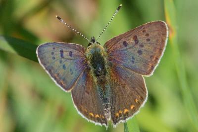 <i>Lycaena tityrus</i>
