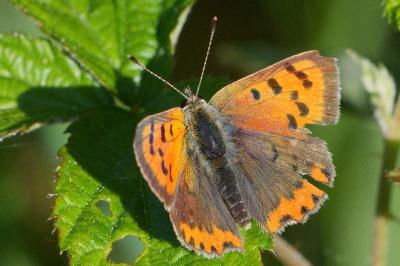 <i>Lycaena phlaeas</i>