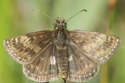 <i>Erynnis tages</i>