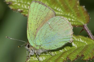 <i>Callophrys rubi</i>