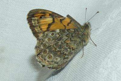 <i>Lasiommata megera</i>