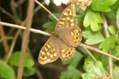 <i>Pararge aegeria</i>