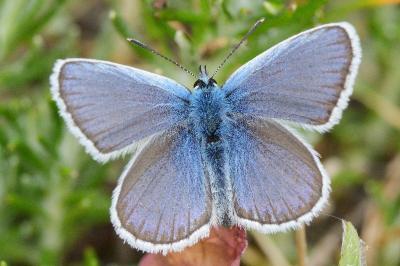 <i>Plebejus argus</i>