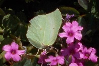 <i>Gonepteryx rhamni</i>