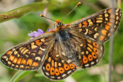 <i>Euphydryas aurinia</i>