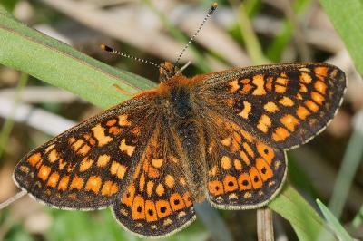 <i>Euphydryas aurinia</i>