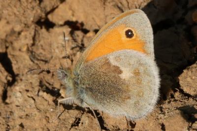 <i>Coenonympha pamphilus</i>