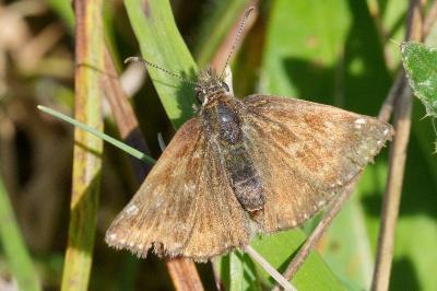 <i>Erynnis tages</i>