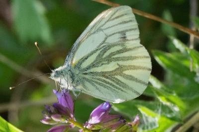 <i>Pieris napi</i>