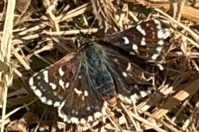 <i>Spialia sertorius</i>