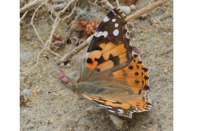 <i>Vanessa cardui</i>
