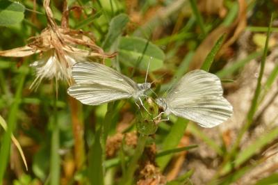<i>Leptidea sinapis</i>