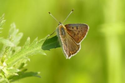 <i>Lycaena tityrus</i>