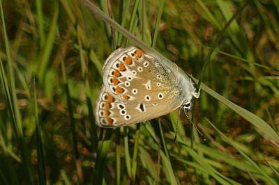 <i>Polyommatus icarus</i>